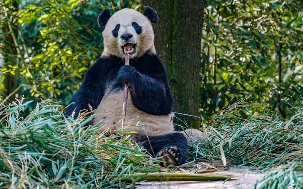 探访雅安：大熊猫的故乡，一趟独特的旅行之旅